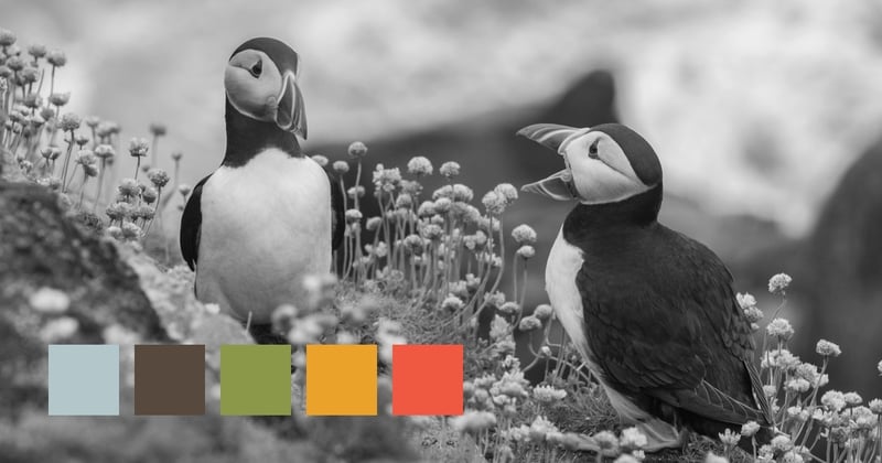 Saltee Islands, Ireland