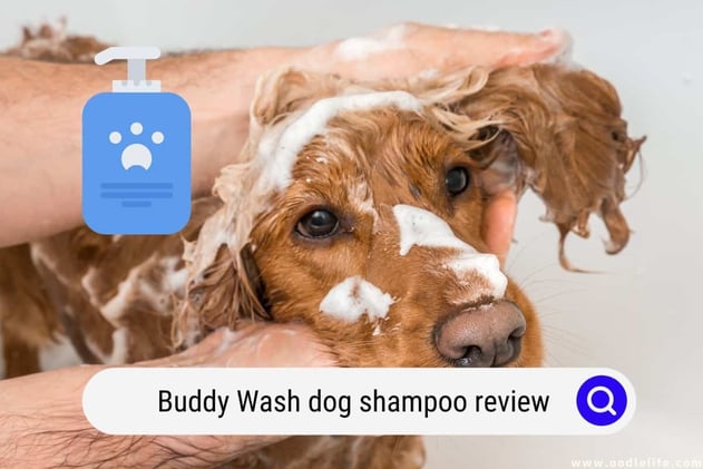 Buddy Wash Dog Shampoo 2024 Review