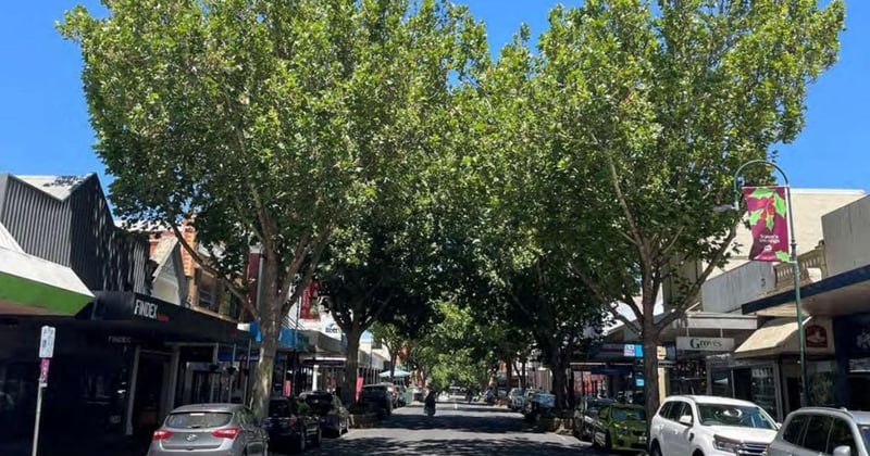 Plane trees will blind a weary council: 25 established trees to be removed from town’s CBD