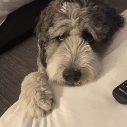 Standing Here Like A Dog That's Been Returned To The Shelter Twice 🐩 