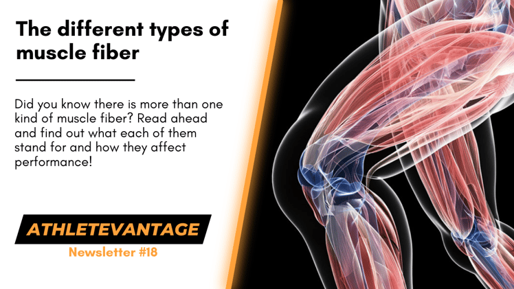 The different types of Muscle Fiber