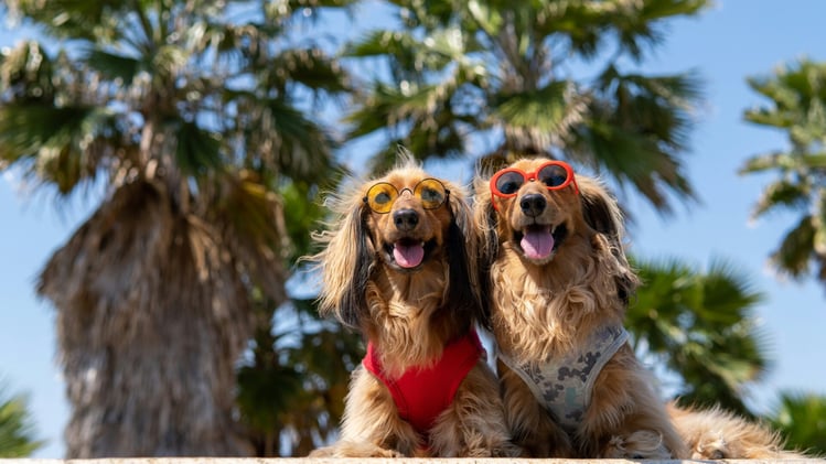 🐕 These dogs have their own fanbase