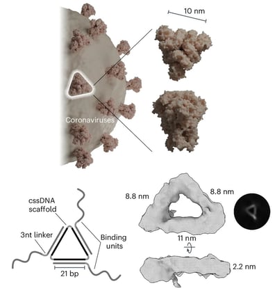 DNA Trivalent Binders: DNA Nanotechnology Meets Viral Geometry!