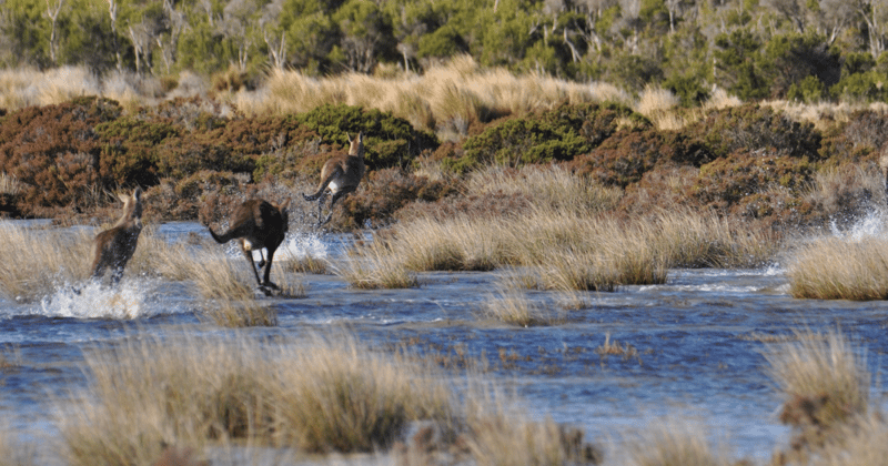 From farmland to wetland: Gippsland conservationists purchase their second island property