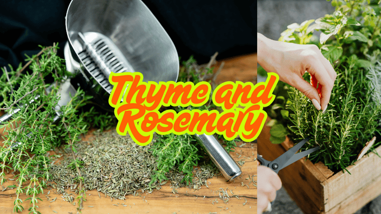 Thyme and Rosemary: Everyday Herbs That May Support Blood Sugar Control in Type 2 Diabetes