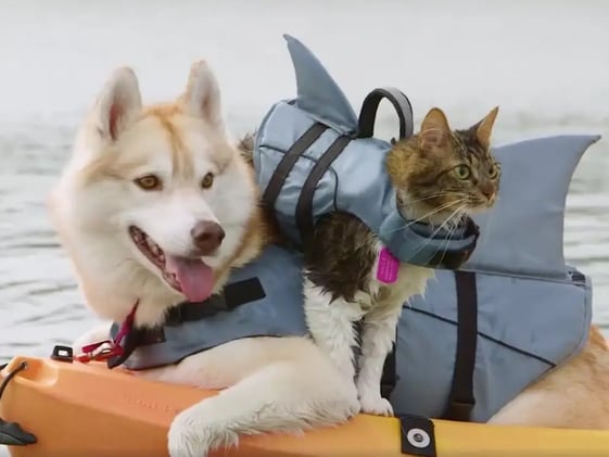 Un show sobre animales rescatados es lo más visto en Facebook Watch