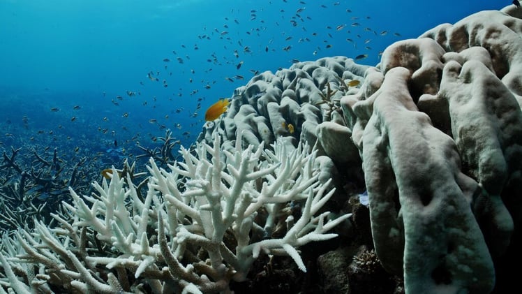 Newsport Alert Thursday 16 October 2025