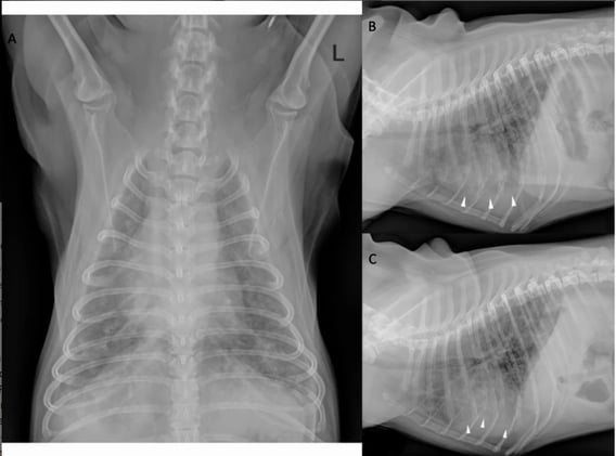 French Heartworm Mimics Myeloma? Rare Electrophoretic Pattern in Canine Angiostrongylosis
