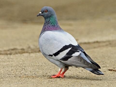 The Secret GPS Inside a Pigeon’s Brain