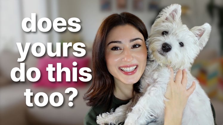 9 weird behaviors only Westie owners will understand ❤️ 🐾