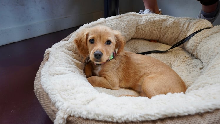 🐕 Why do dogs bark?