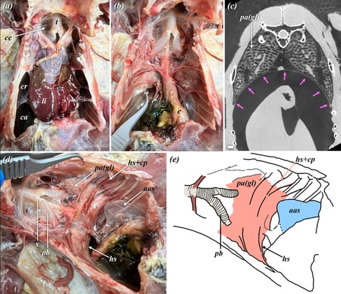 What Makes a Bird Lung Unique? New Insights into Avian Respiration