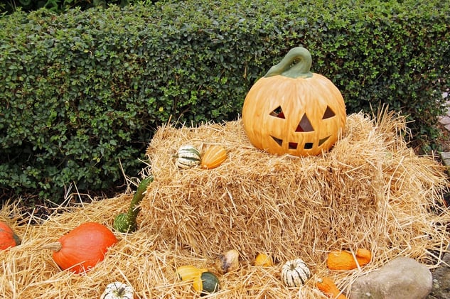 🟡 Fall fun awaits across Gaston County