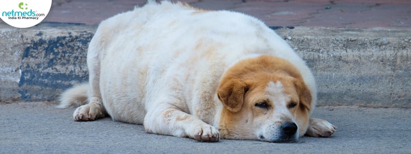 The Surprising Dog Gene That’s Making You and your Pup Pack on Pounds