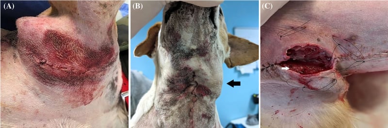 Deep Node Surgery in Dogs: Ilio‐Sacral Lymphadenectomy Carries Higher Risk, Study Finds