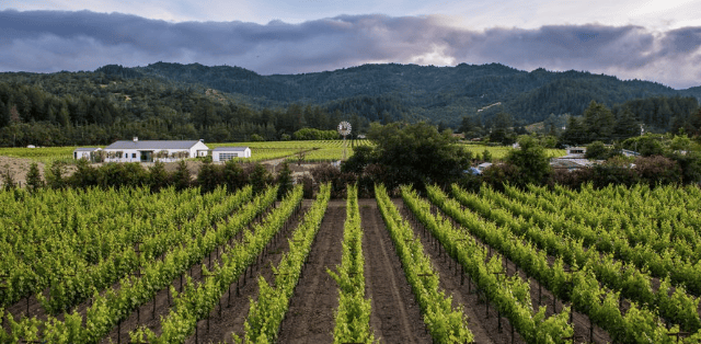 Napa's first cannabis-infused rosé maker files for bankruptcy // Severe flooding hits parts of Western Cape wine region 