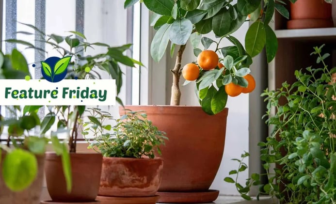 Feature Friday: Citrus Trees That Thrive Indoors