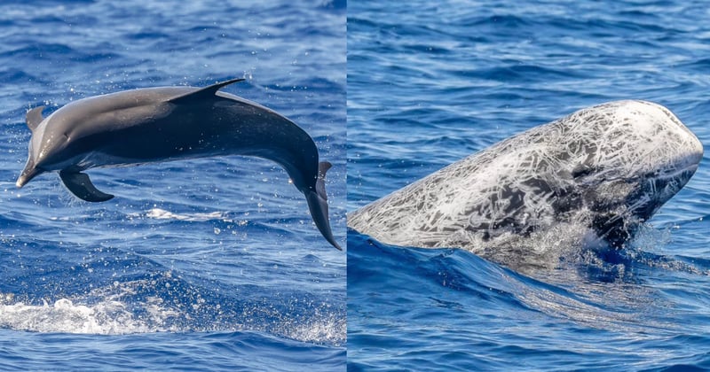 An encounter with two rarely seen dolphin species off the coast of Port Macquarie