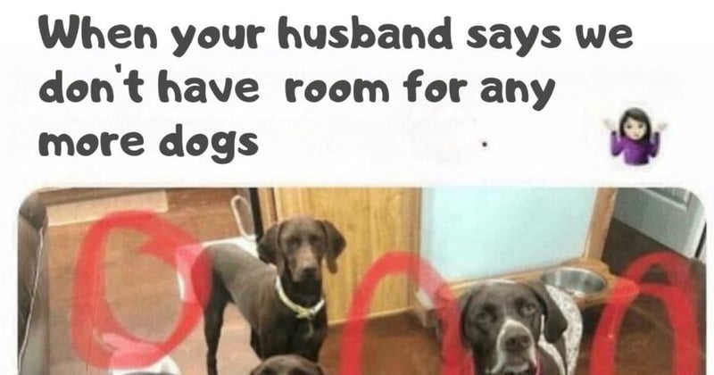🐶   Room for More Dogs? You Bet!😂