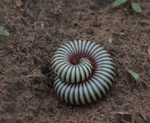 ⚛︎ Resources for Change 