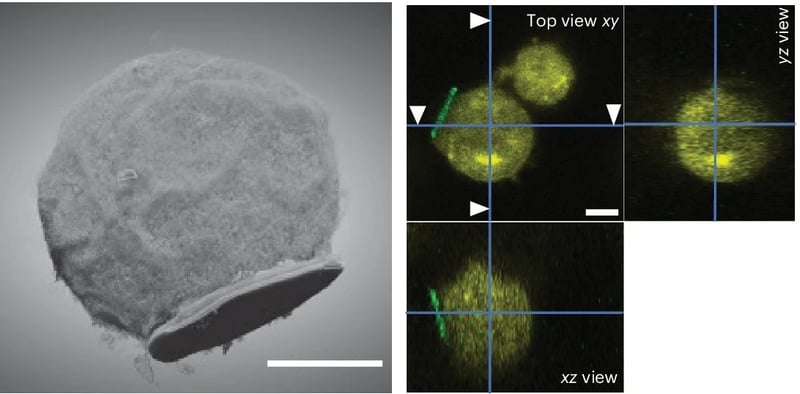 Cell-Electronics Hybrids: Immune Cells For Neural Modulation!