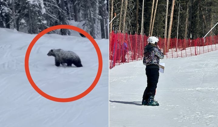 Grizzly Bear Wanders Onto Lake Louise Ski Run During Race