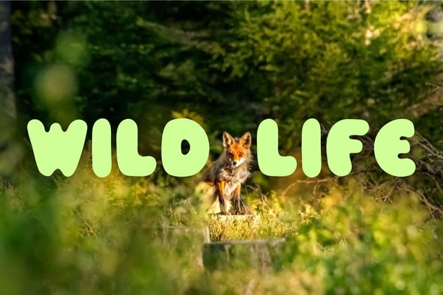 Joy Run #43: Wildlife 🦊