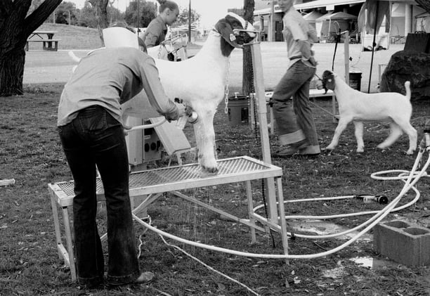 From yield farms to sheep farms