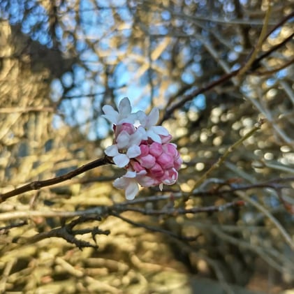 Spring or snow?