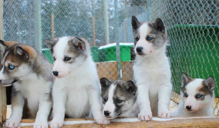 Behind the Scenes of Canmore’s Sled Dog World