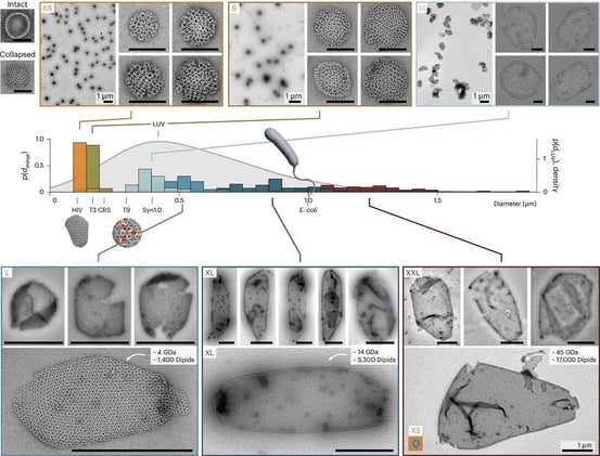 DNA Origami Membranes: Molecular Mimicry Rewrites Cellular Architecture!