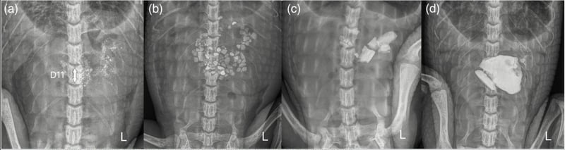 Radiographic Benchmarks for Gastroliths in Juvenile Crocodiles—What’s Normal and What’s Not?