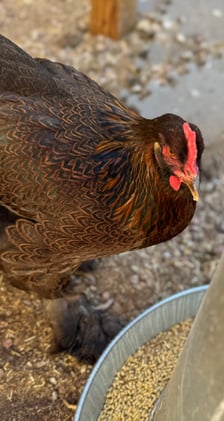 The Community Bulletin – January 17, 2025 Edition