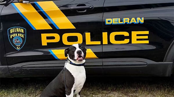 Shelter pit bull breaks stigma to join K-9 drug unit