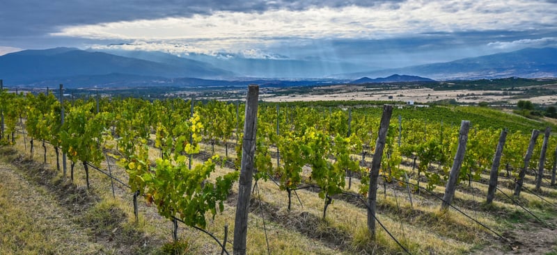 AYA Winery Estate Blends Wine, Art, and Design in Bulgaria 🍷