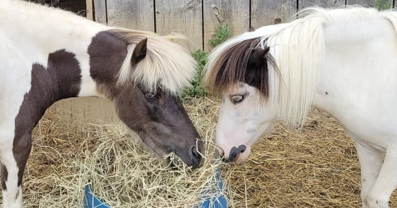 Women's ZenMindset Newsletter               