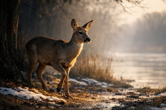 Wyjść do światła