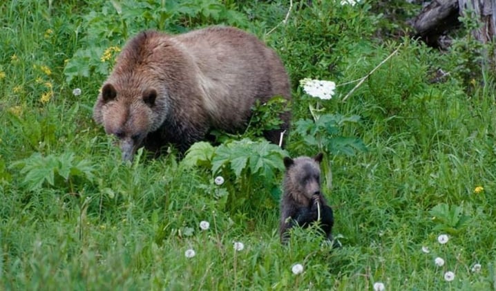 The Cost of the Perfect Bear Photo in Kananaskis 