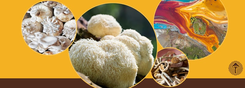 Better Digestion, Better Snacks, Better Outcomes