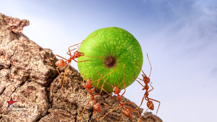 Fire Ants and Fortune 500s