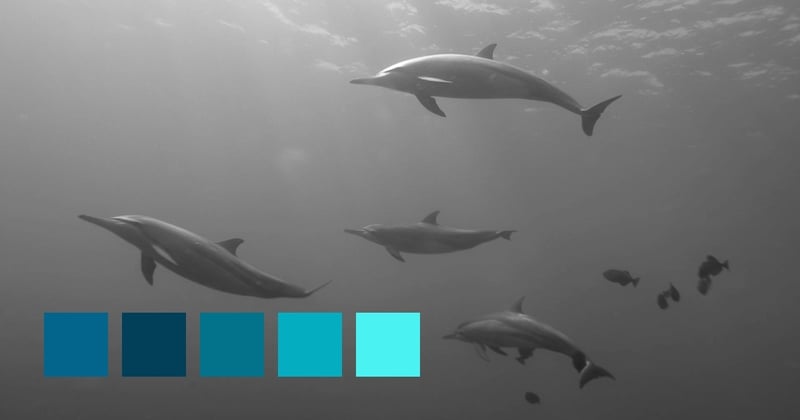 These Animals Are Social