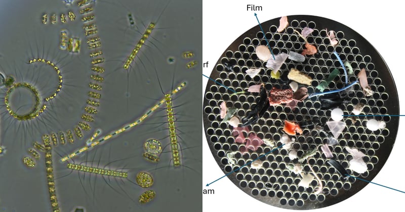 How plastic pollution is messing with plankton and photosynthesis