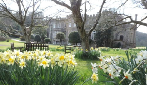 The oldest daffodils in Devon