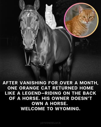 🐾🔎 Wanted: One Orange Tabby, Last Seen on Horseback 🐴🐈🧡