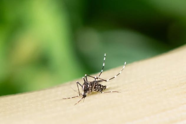 ¿EE.UU. en riesgo de dengue endémico? 
