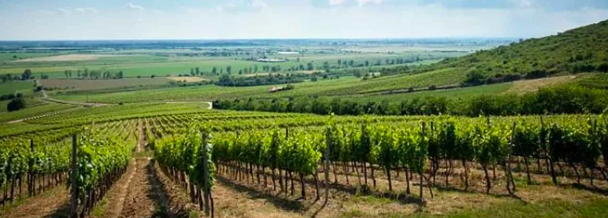 Hungarian Vineyards Face Catastrophe // Adults are spending $5,000 to make their own wine at Camp Grape
