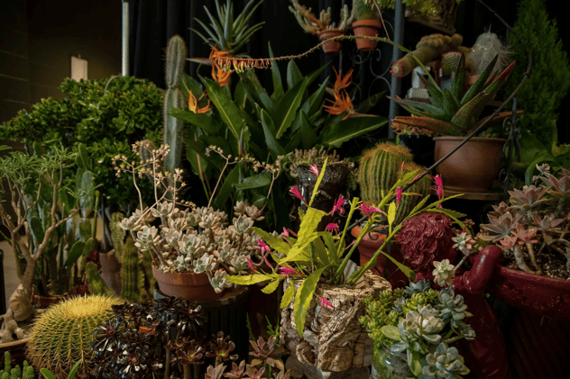 The 518 Weekender: Albany Film Fest, Zine Fest, Flower & Garden Expo 