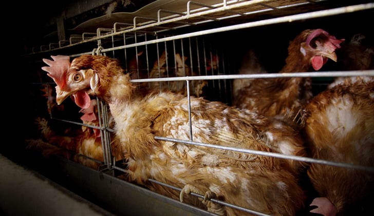 Cage-Free vs Pasture-Raised Eggs: Industry Deception Exposed