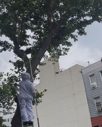 🐝 The Wasp Nest is Down and 🌳 What This Means for City Trees