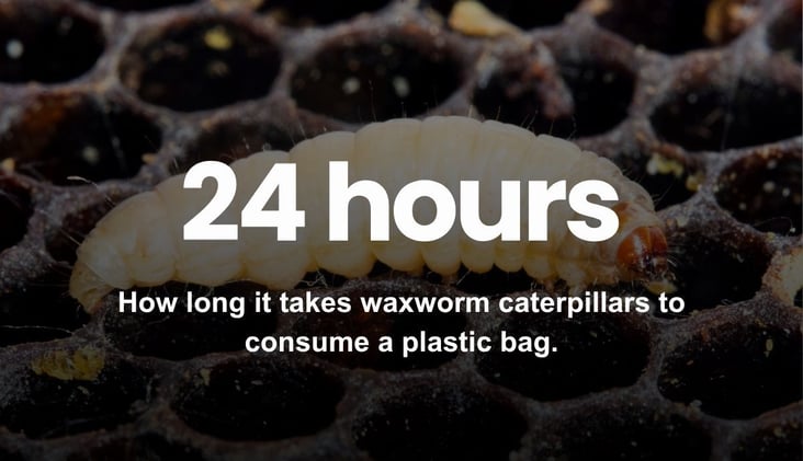 🌅 These Worms Eat Plastic